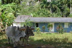 Vinales